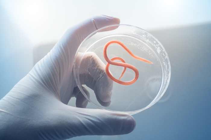 ユニシティ「パラウェイプラス120」の成分と、気になる効果